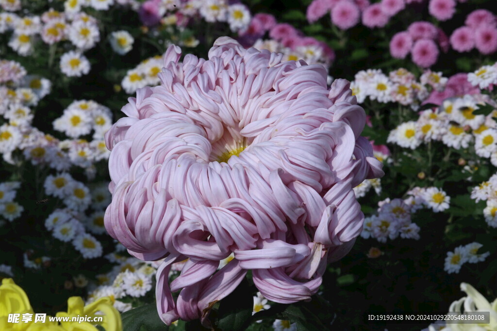 菊花  