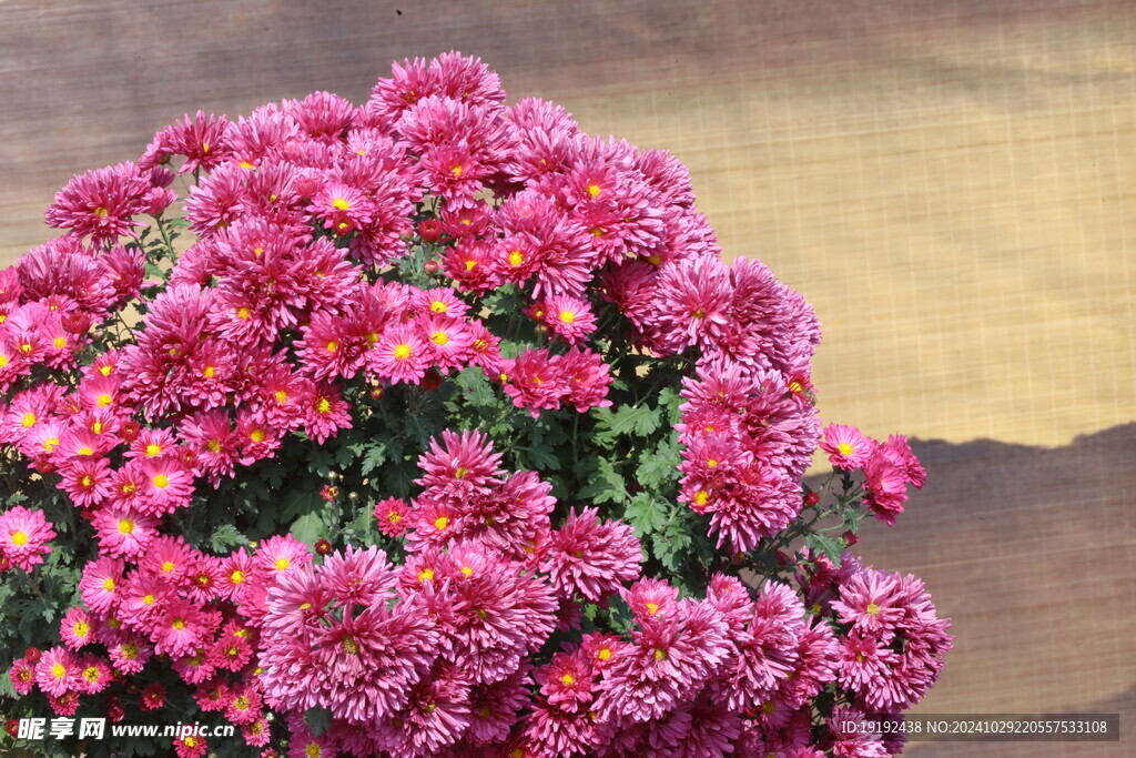 菊花 