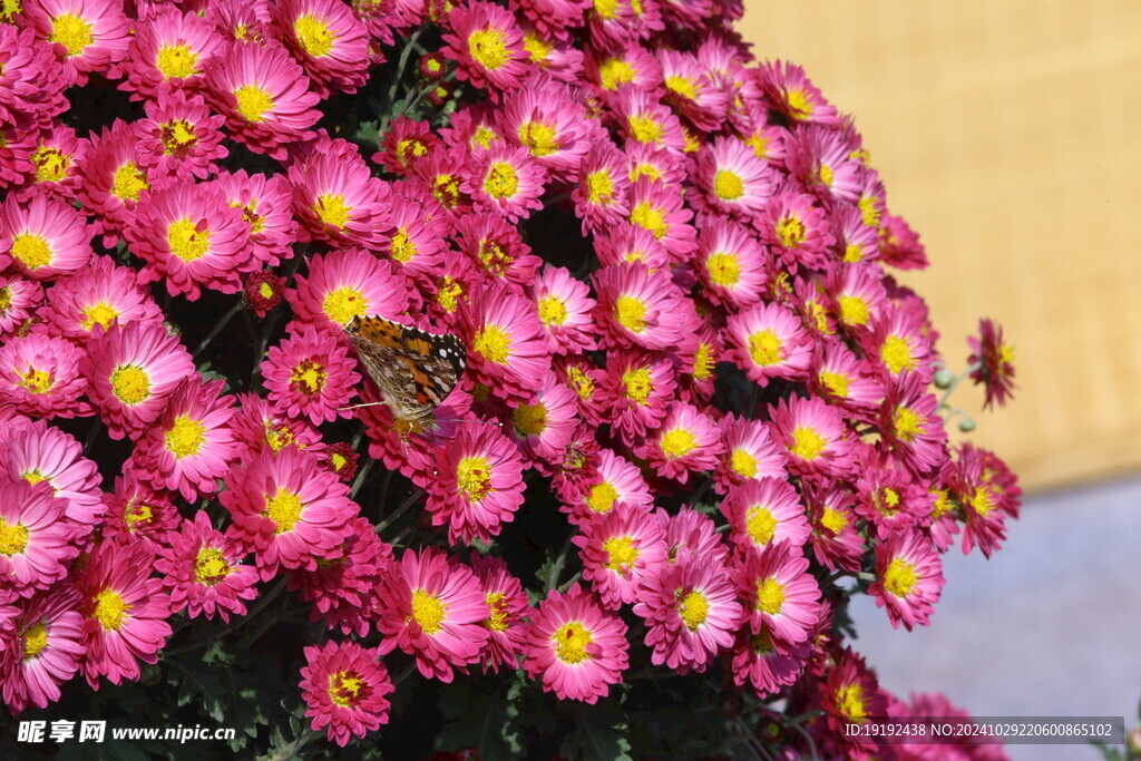 菊花  