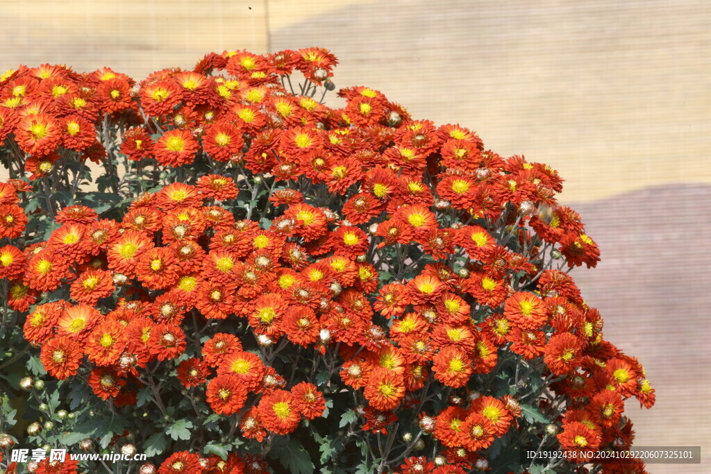 菊花  