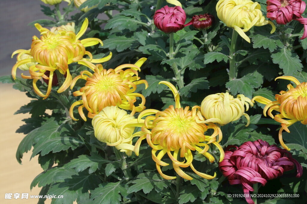 菊花 