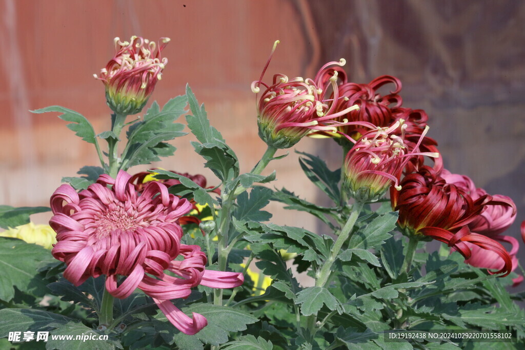 菊花  