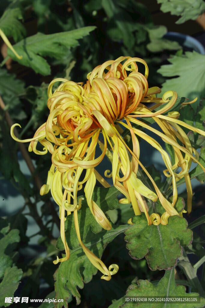 菊花  