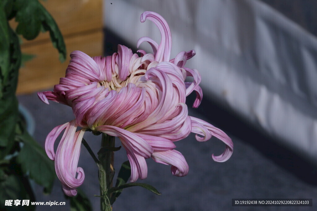 菊花  