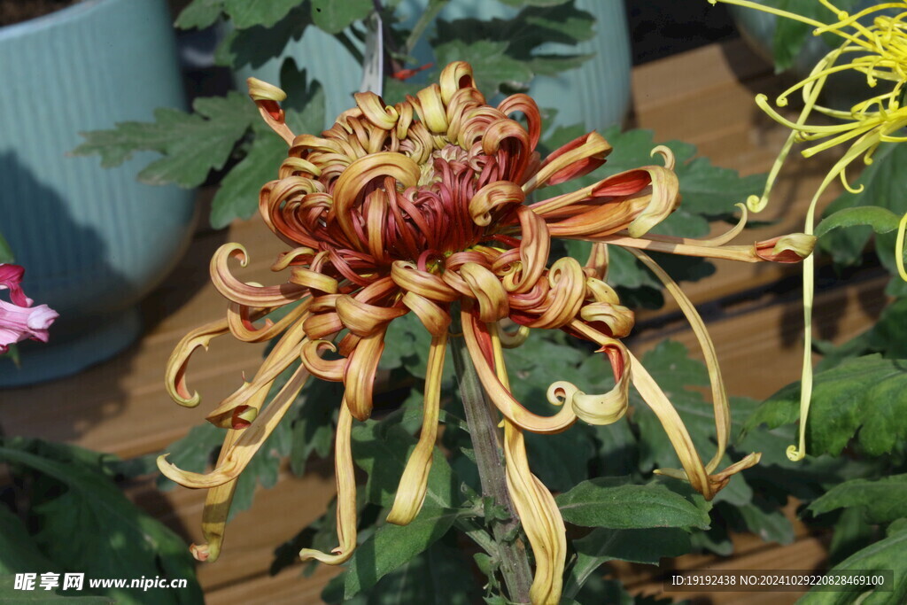 菊花 