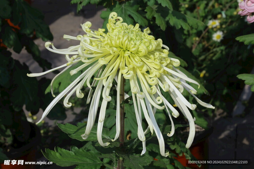 菊花 