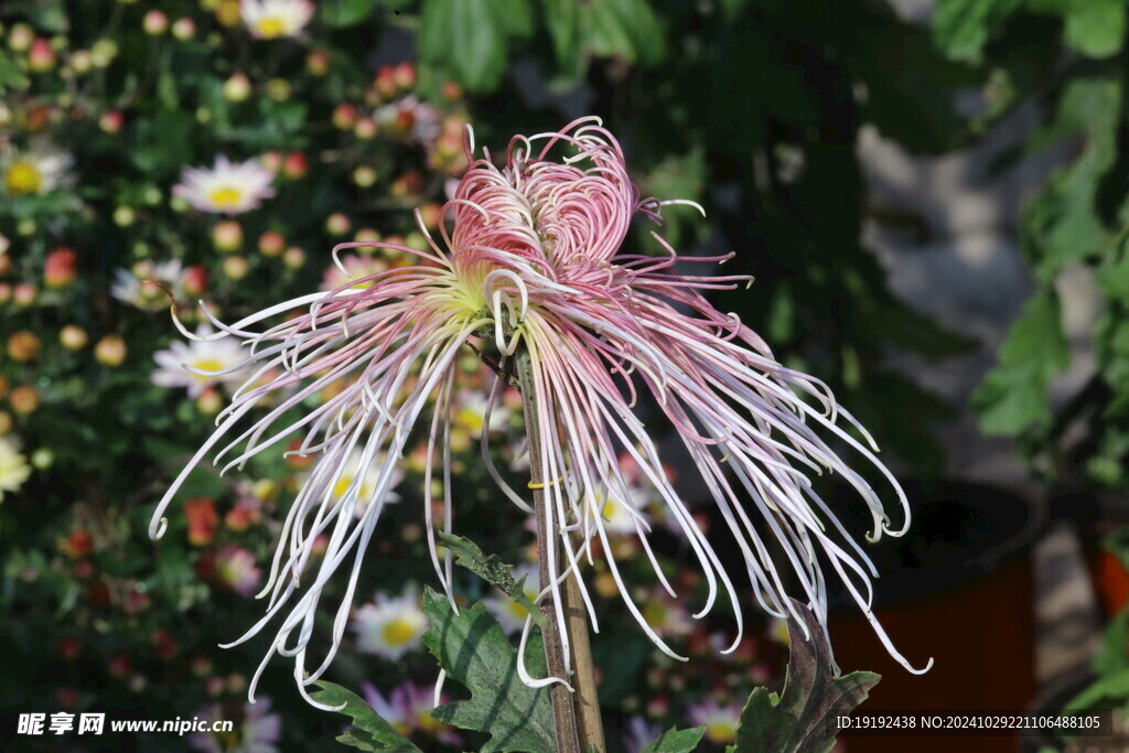 菊花 