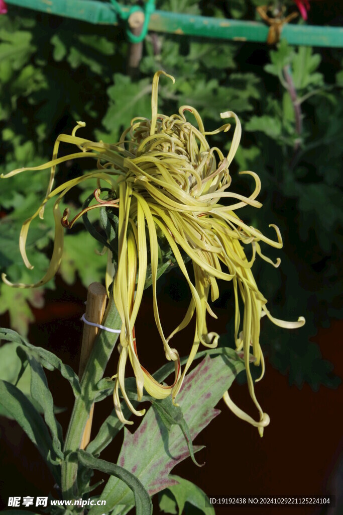 菊花 