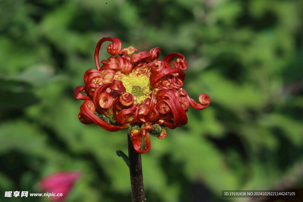 菊花  