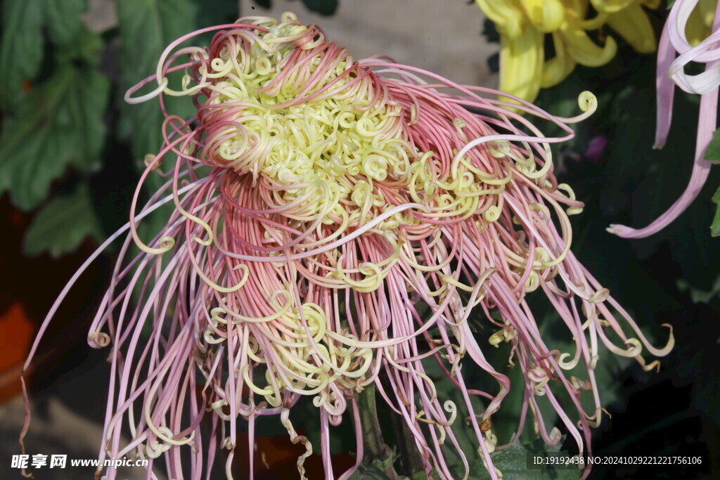 菊花  