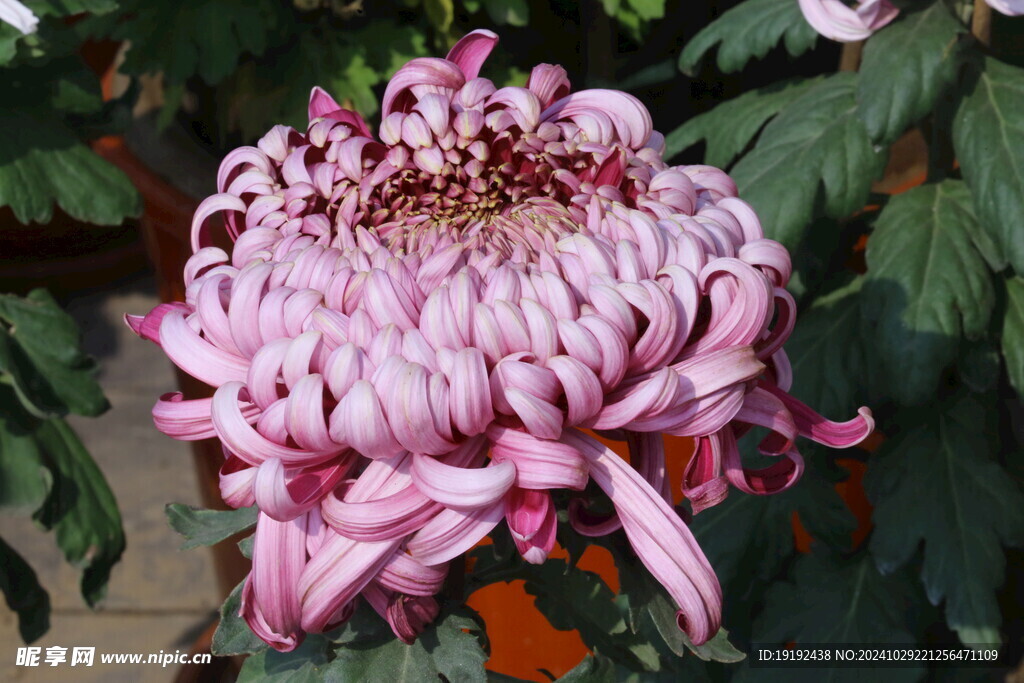 菊花  