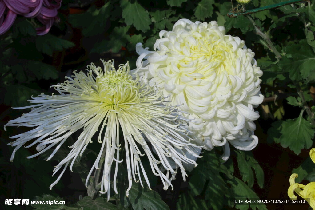 菊花  