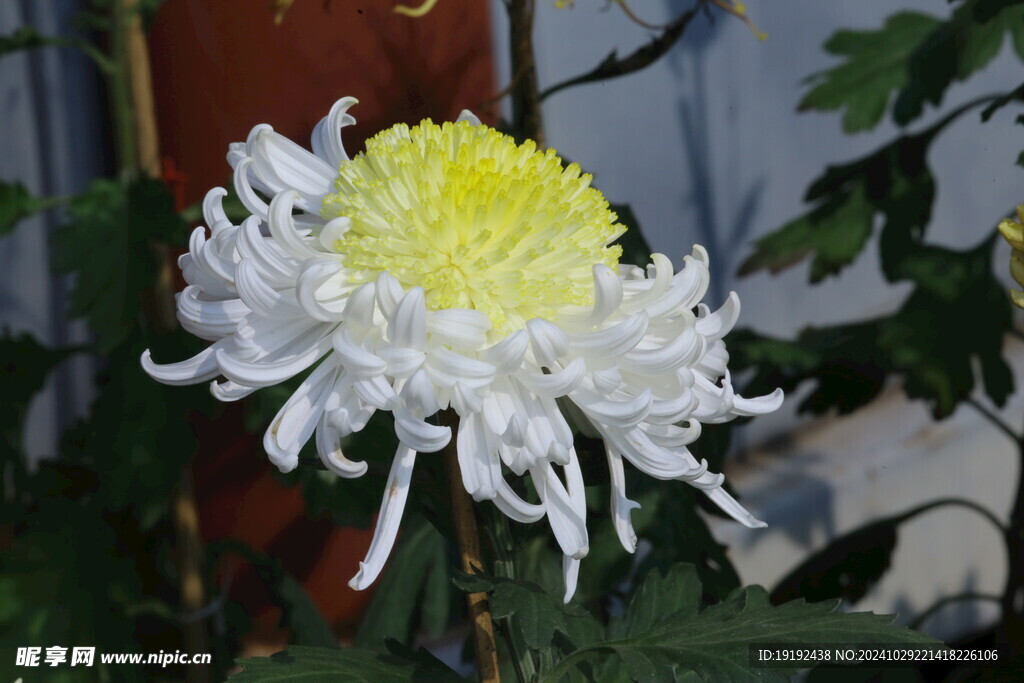 菊花  