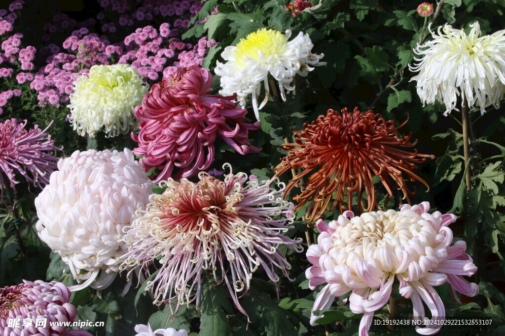 菊花  