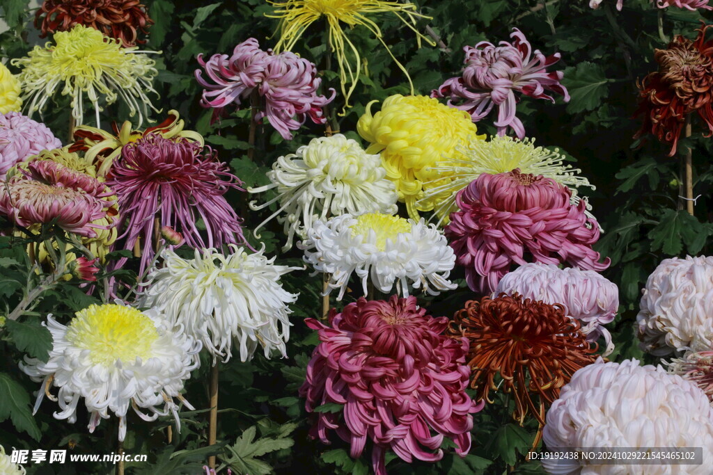 菊花 