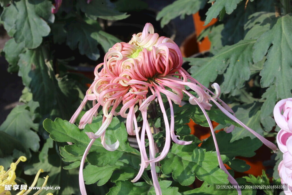 菊花  