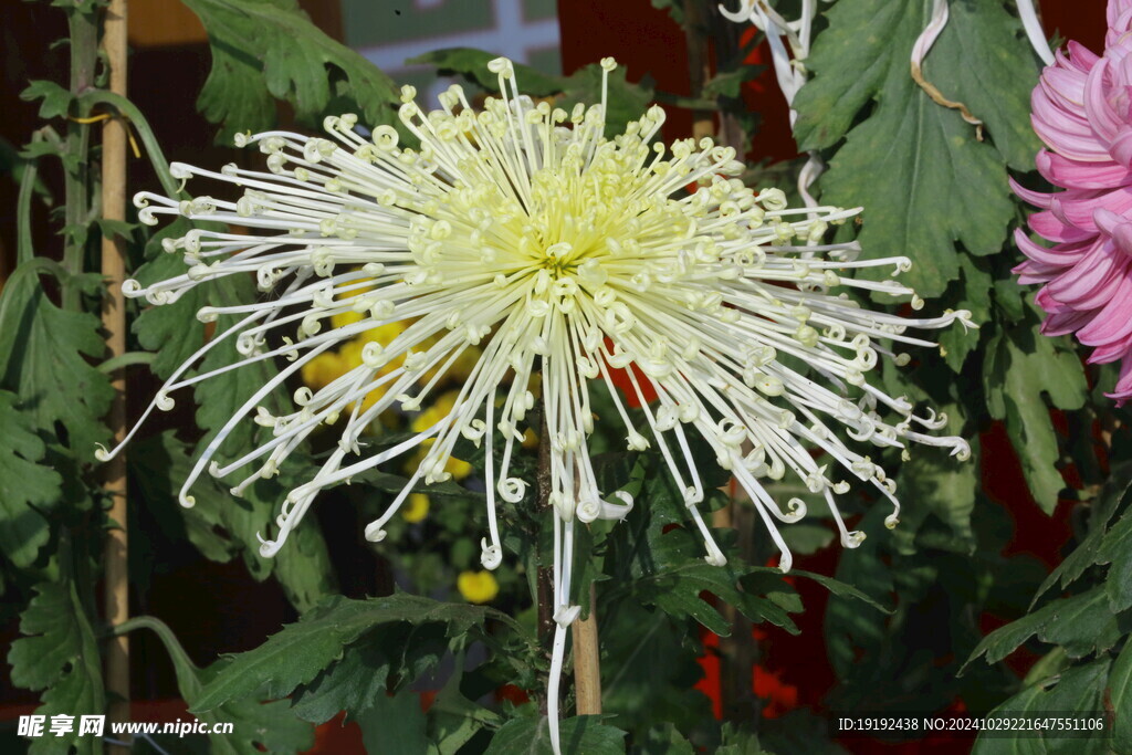 菊花 