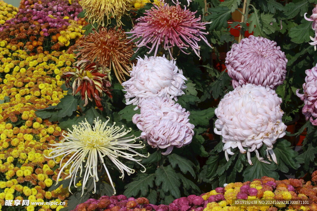 菊花 