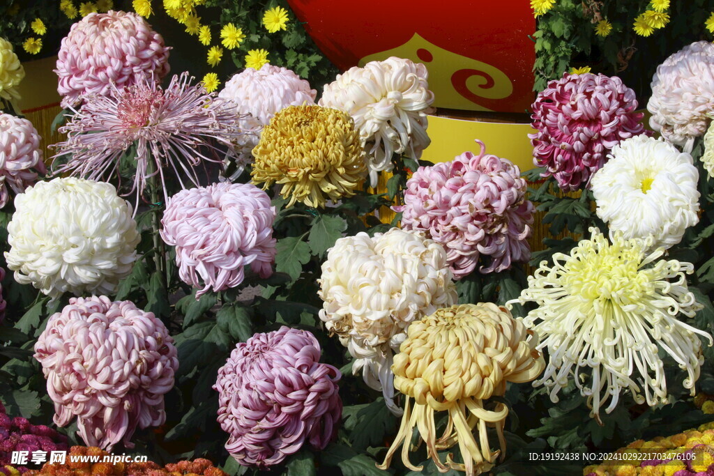 菊花  