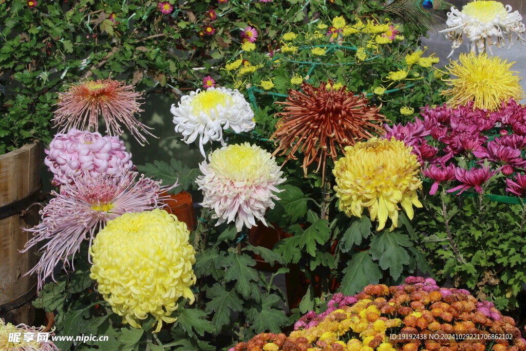 菊花  