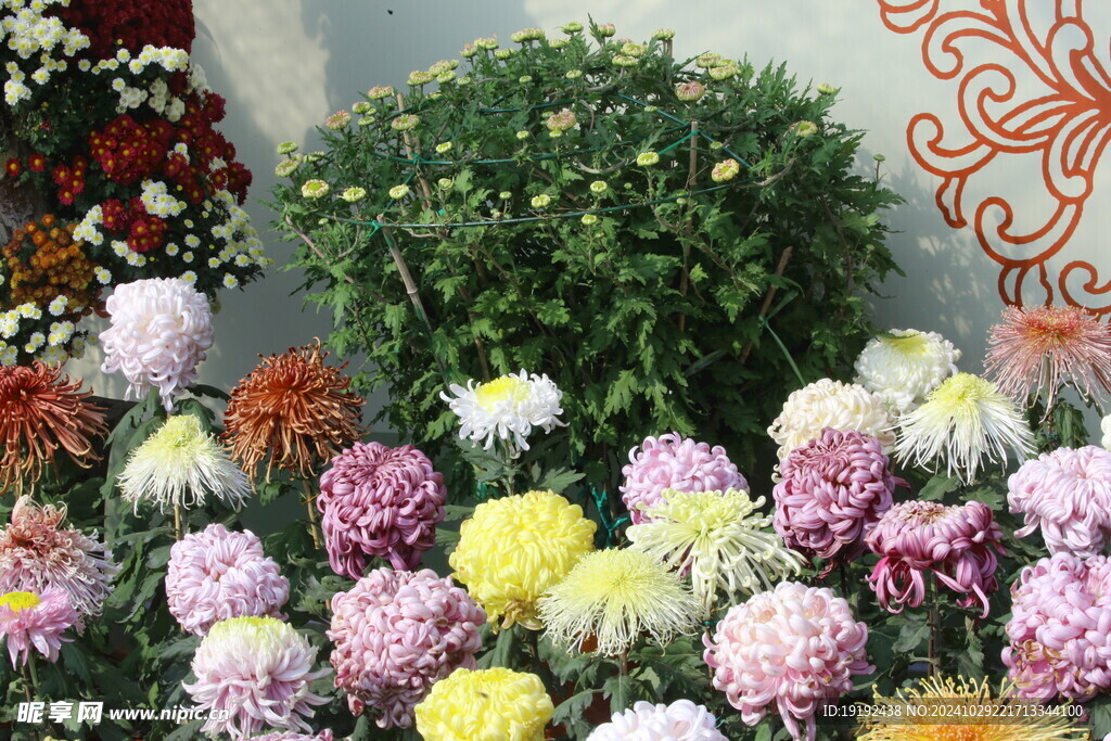 菊花 