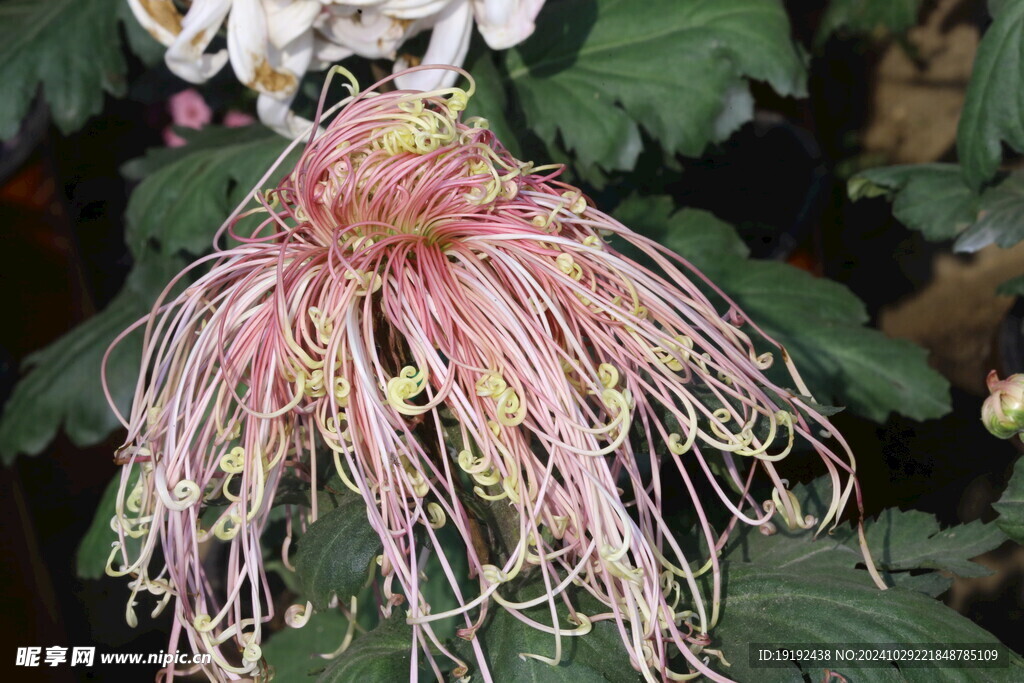 菊花  