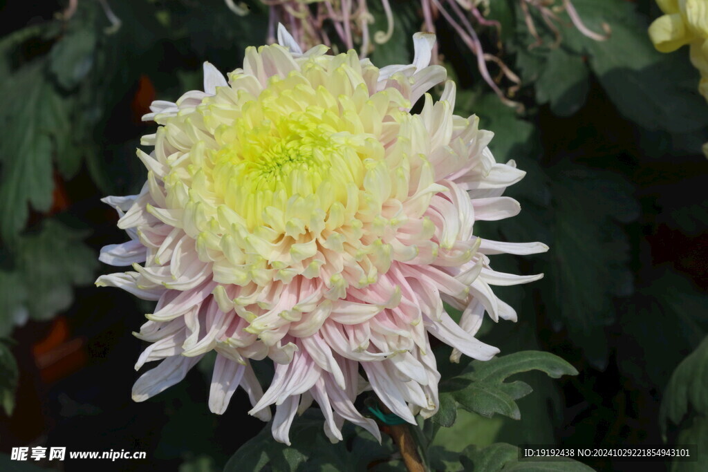菊花  