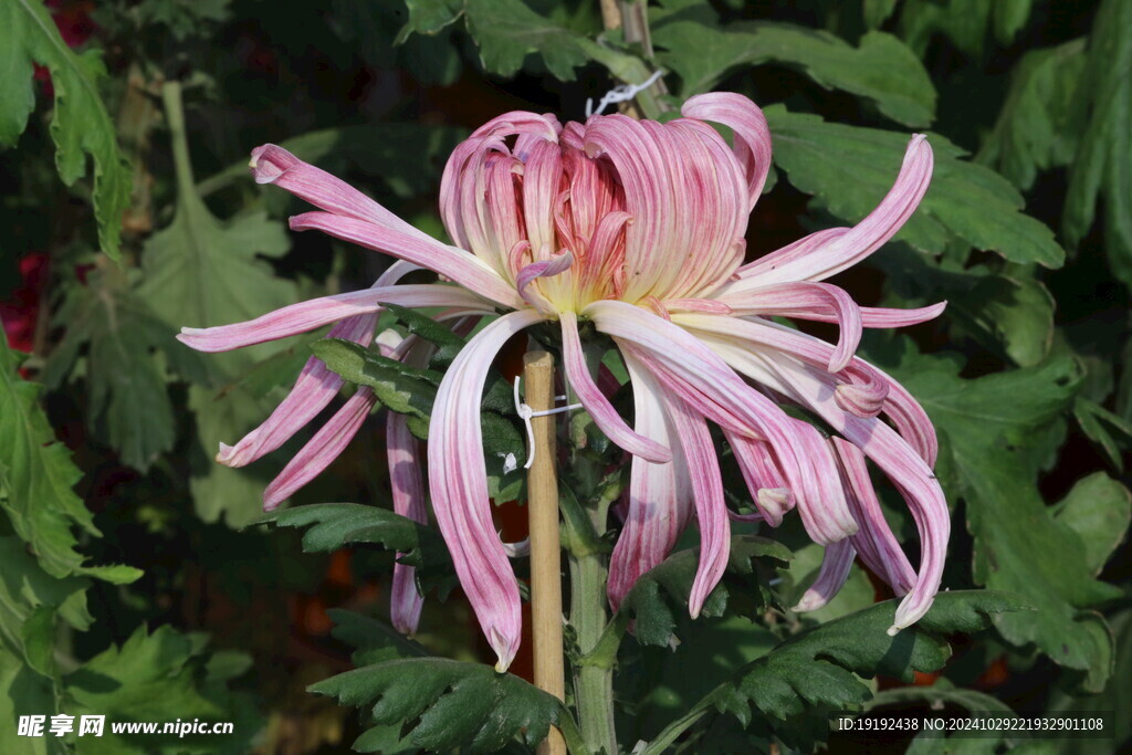 菊花 