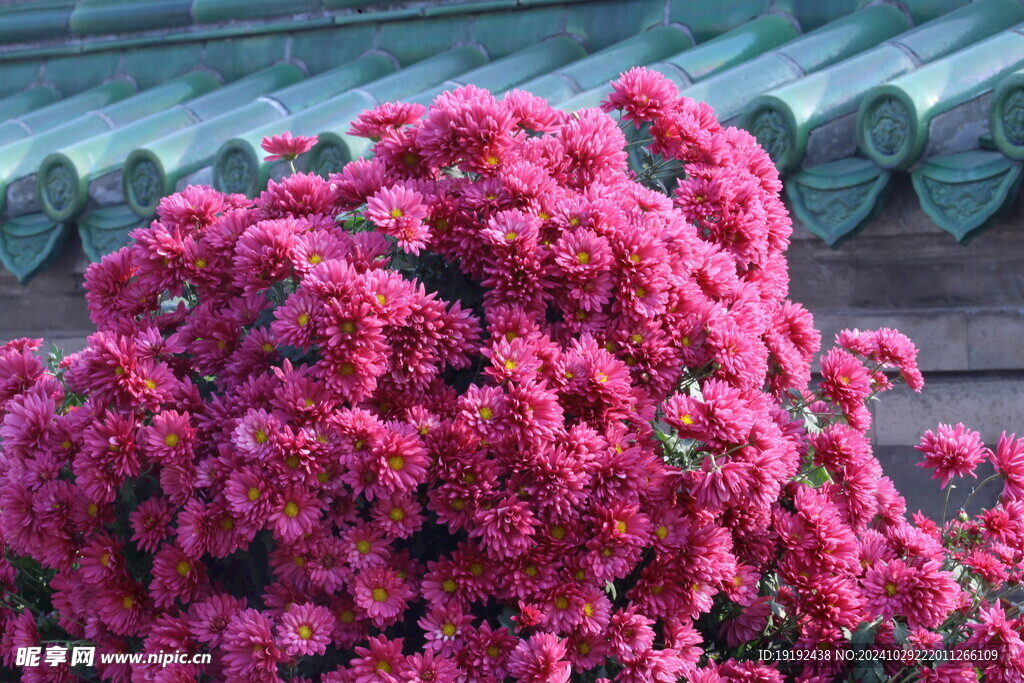 菊花 