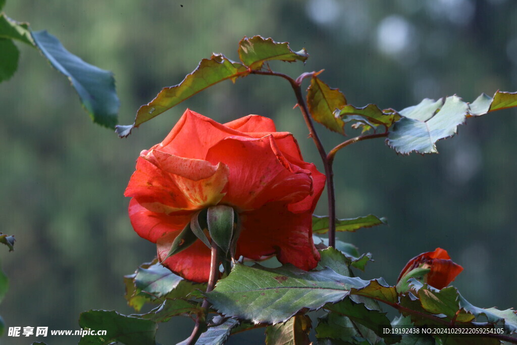 月季花 