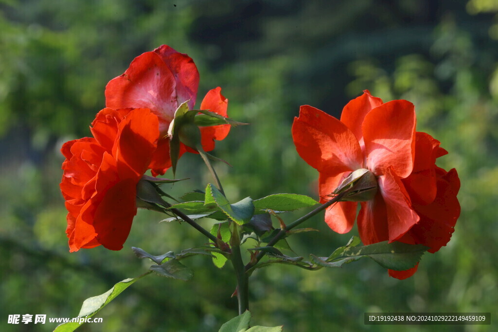 月季花  