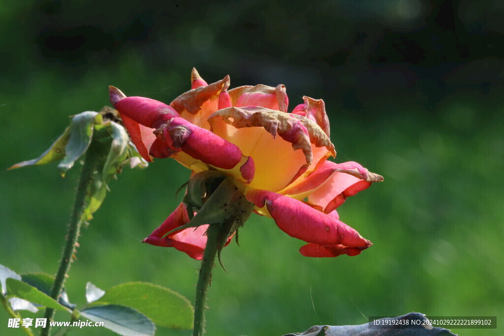 月季花 