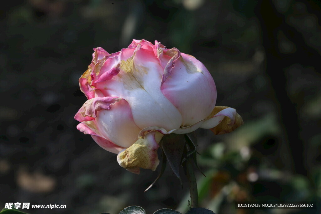 月季花  