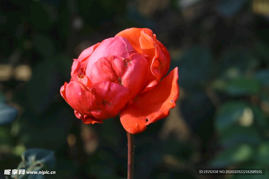 月季花 