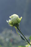 月季花  