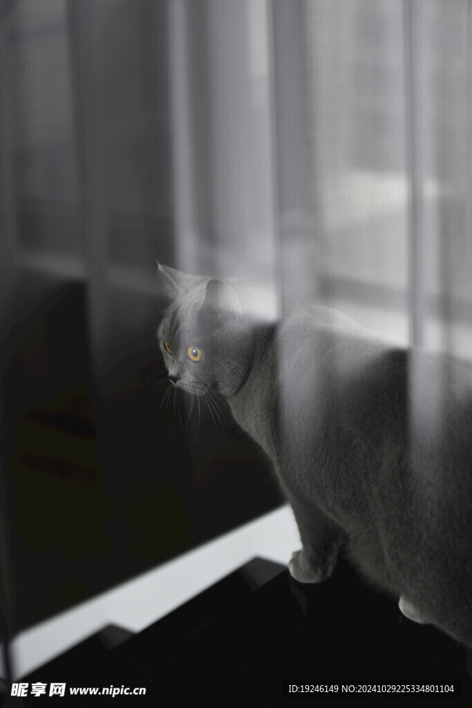 猫