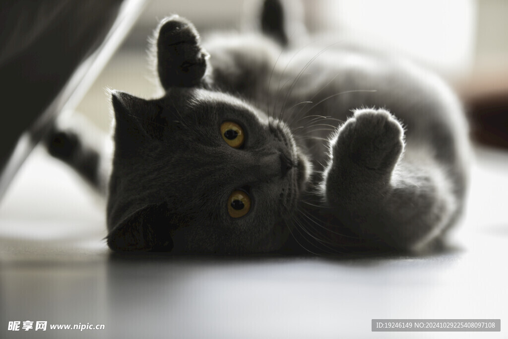 猫