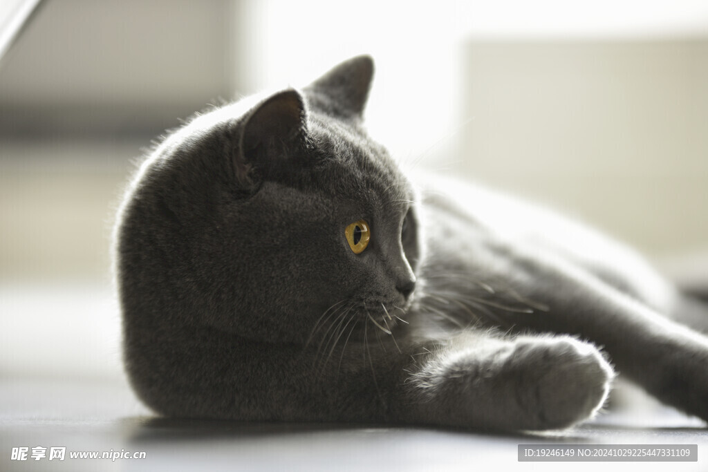 猫