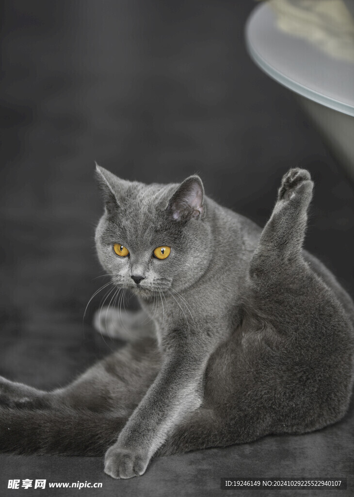 猫