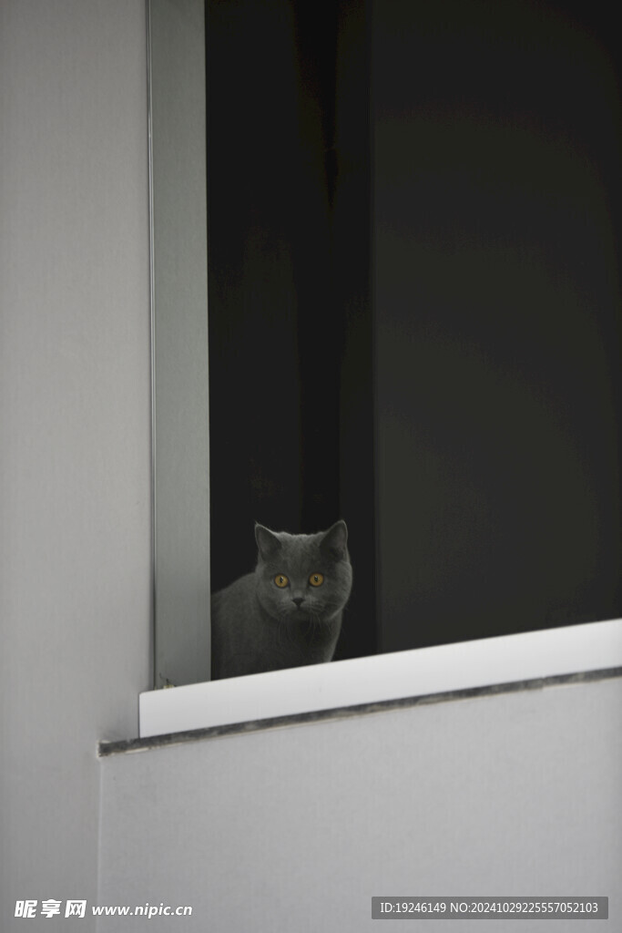 猫