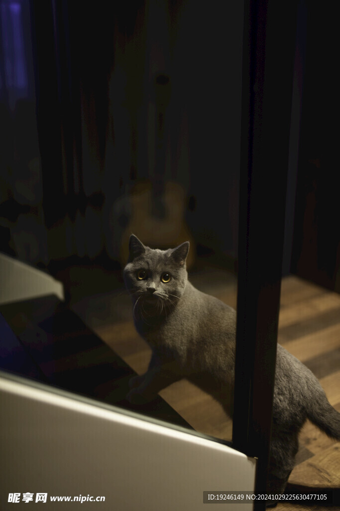 猫