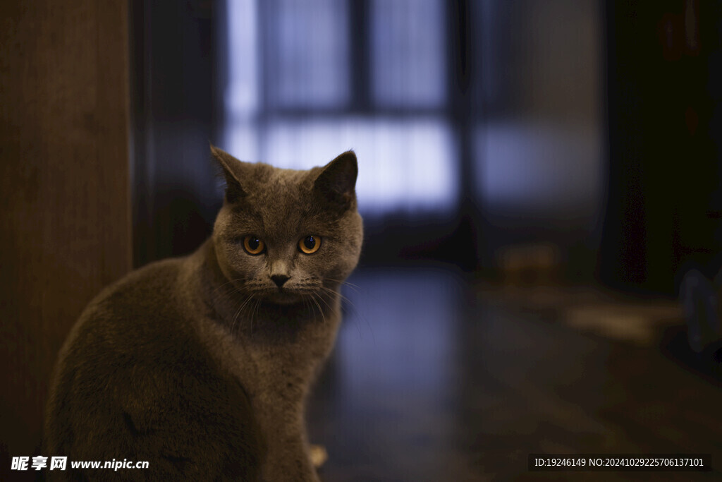 猫