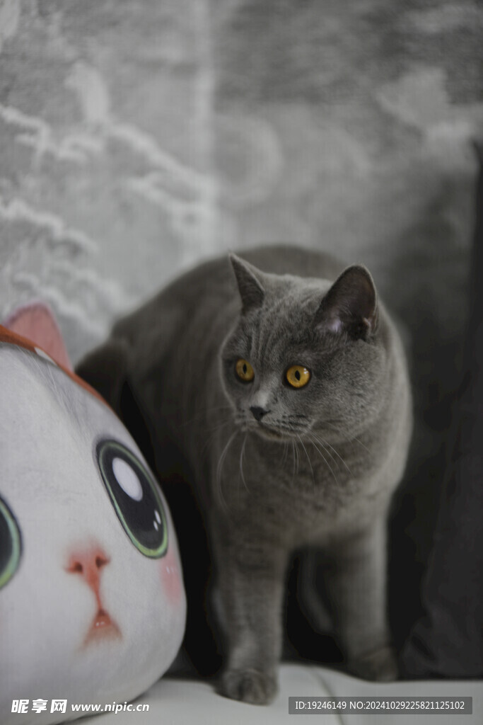 猫