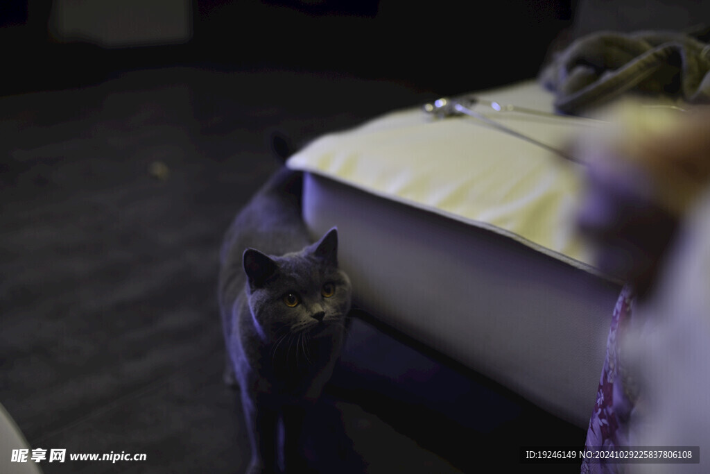猫