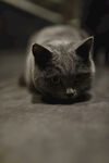 蓝猫
