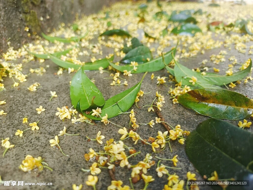 桂花