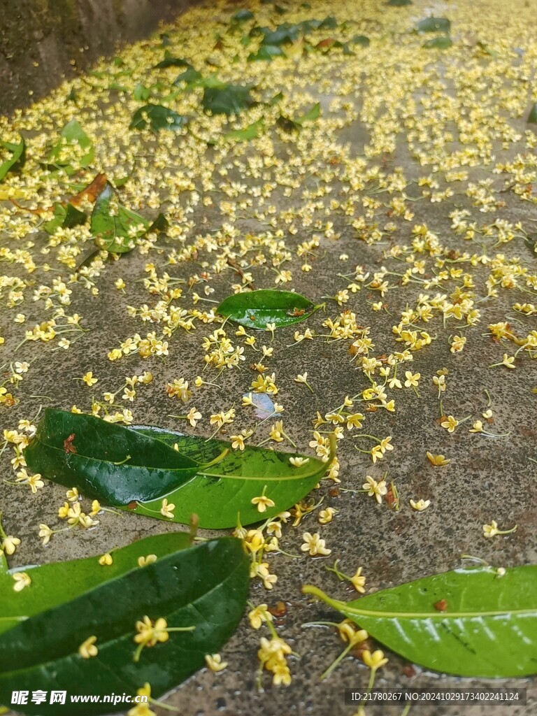 桂花满地