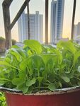 清晨的小青菜