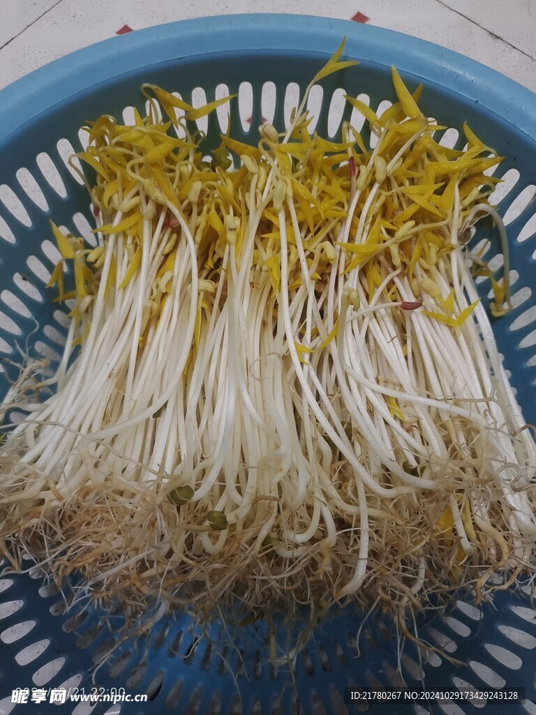 豆芽