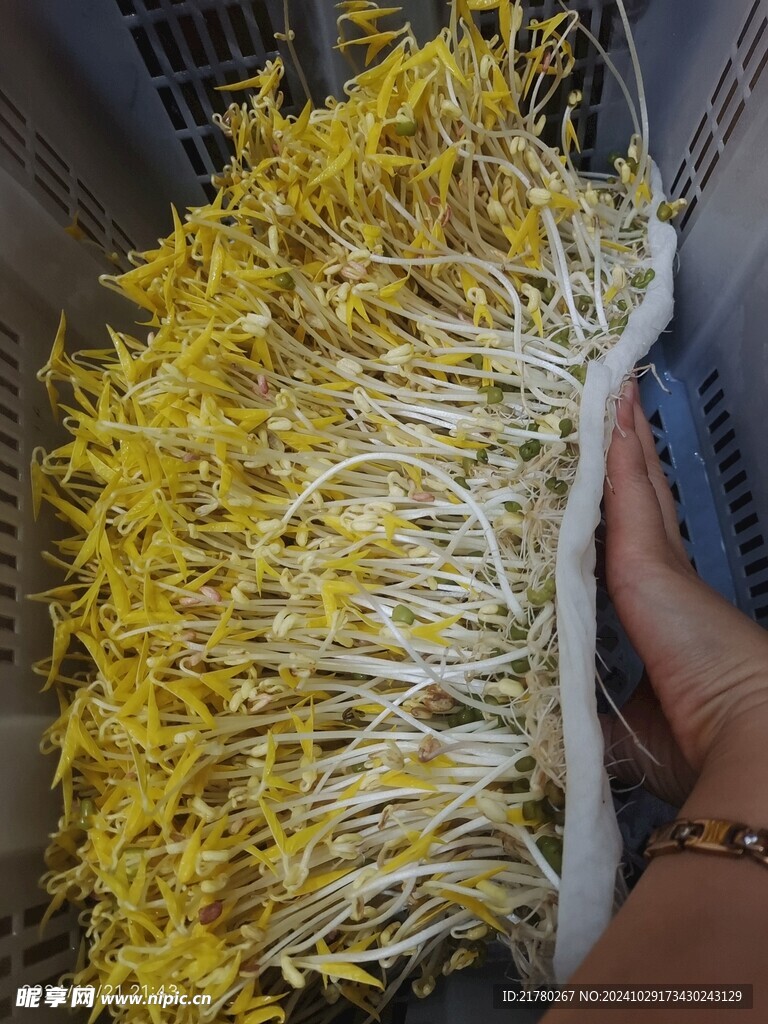 种绿豆芽